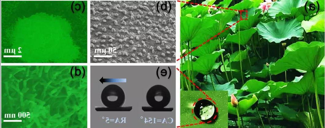 图2. 荷叶表面微观结构SEM图及水滴<a href='http://job.gsmqg.net'><a href='http://job.gsmqg.net'>正规赌博平台</a>在</a>表面的行为
